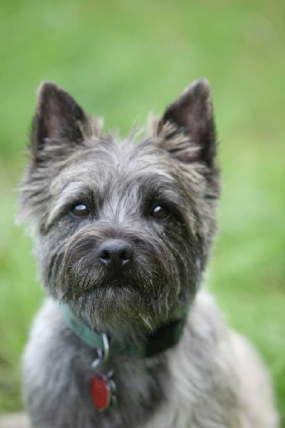 Керн терьер белый