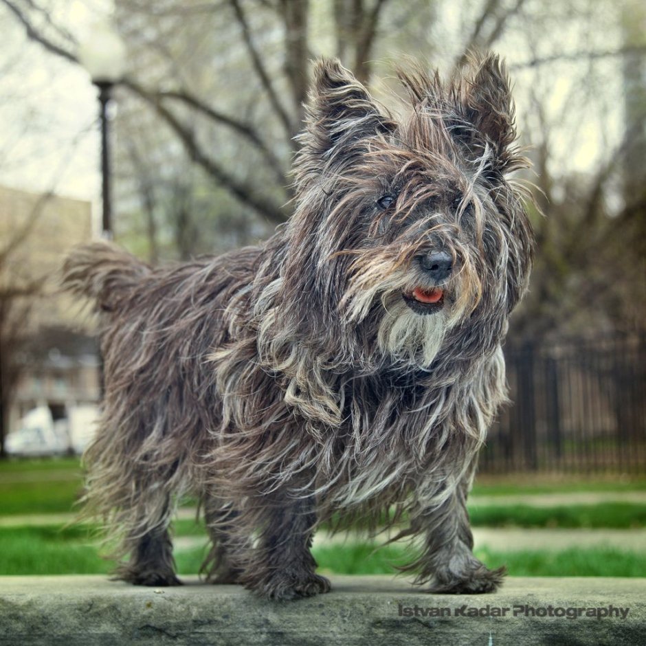 Потерялась собака Кингисеппский р-н