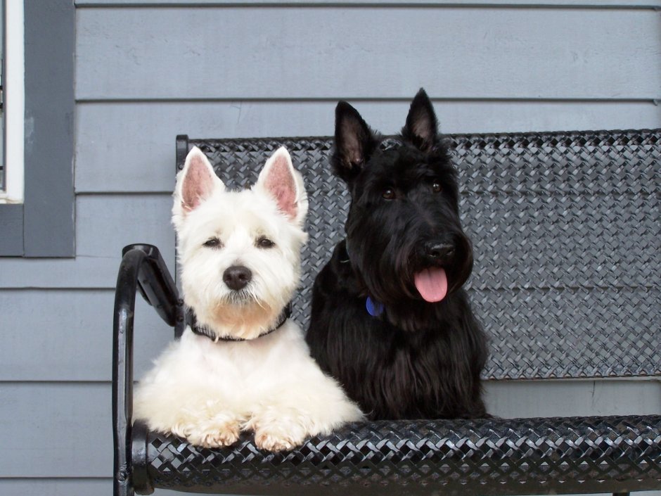 Энни Мэджик петс