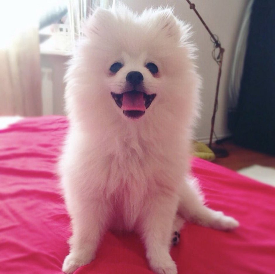 Порода собак Керн терьер