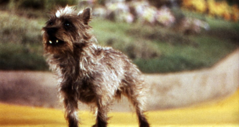 Порода собаки славы Марлоу