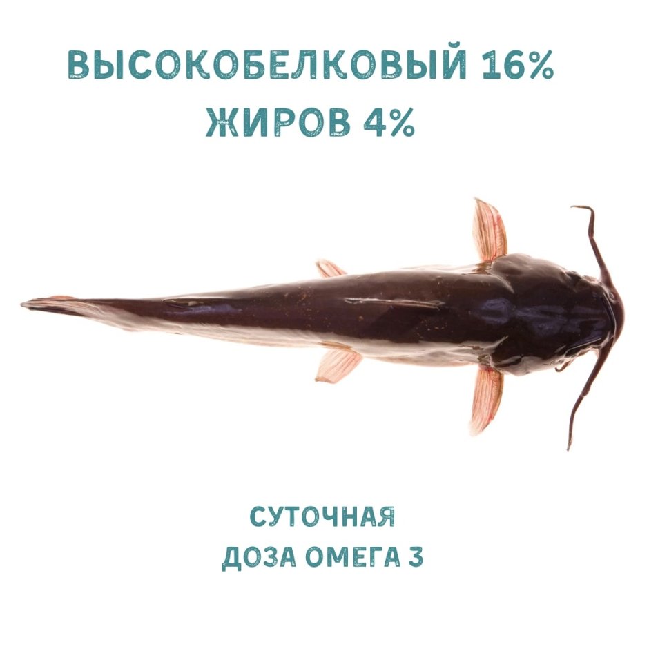 Сом лежит вертикально