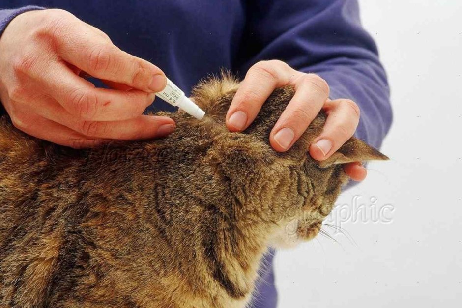 Дегельминтизация кошек