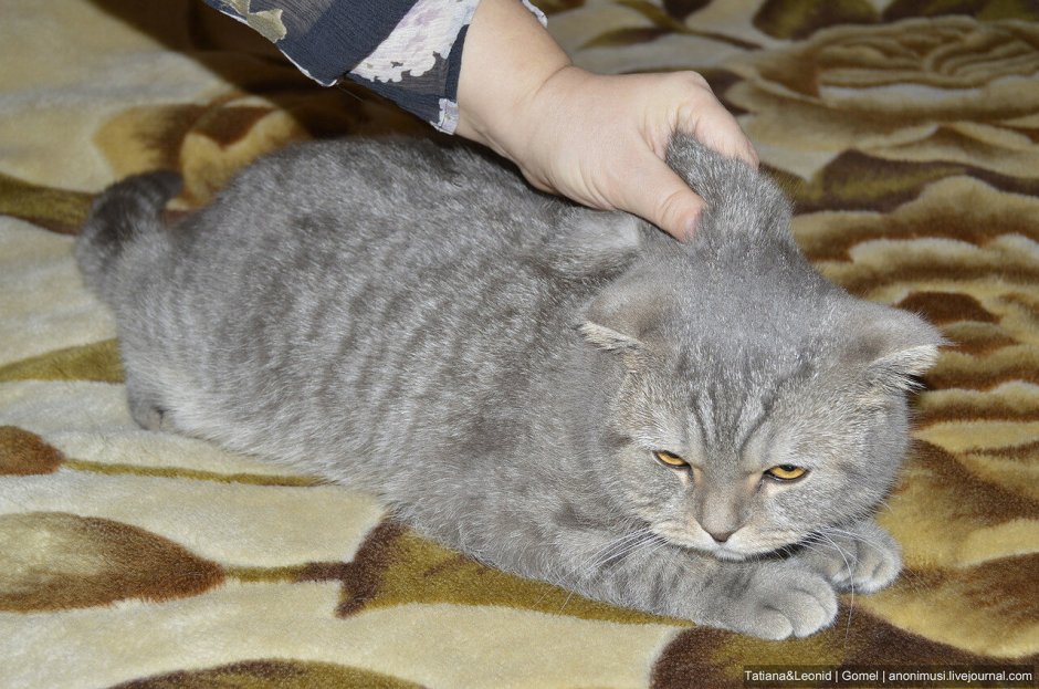 Где находится холка у кошки