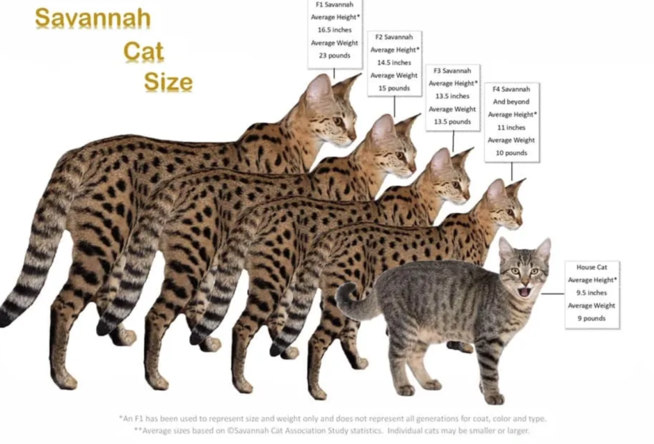 Наружные органы кота