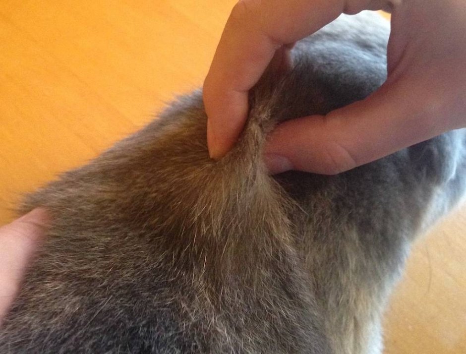 Капать на холку коту от блох