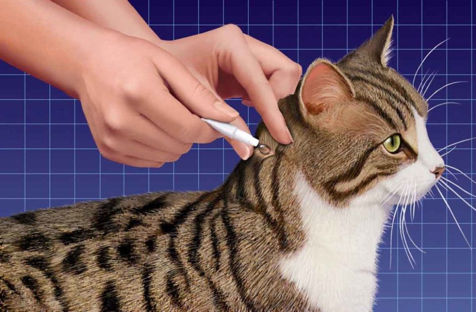 Капли на холку коту