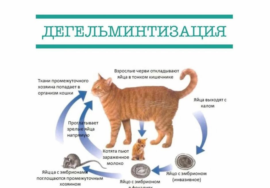 Мышцы кошки анатомия