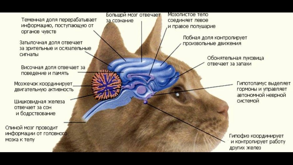 Холка у кошки