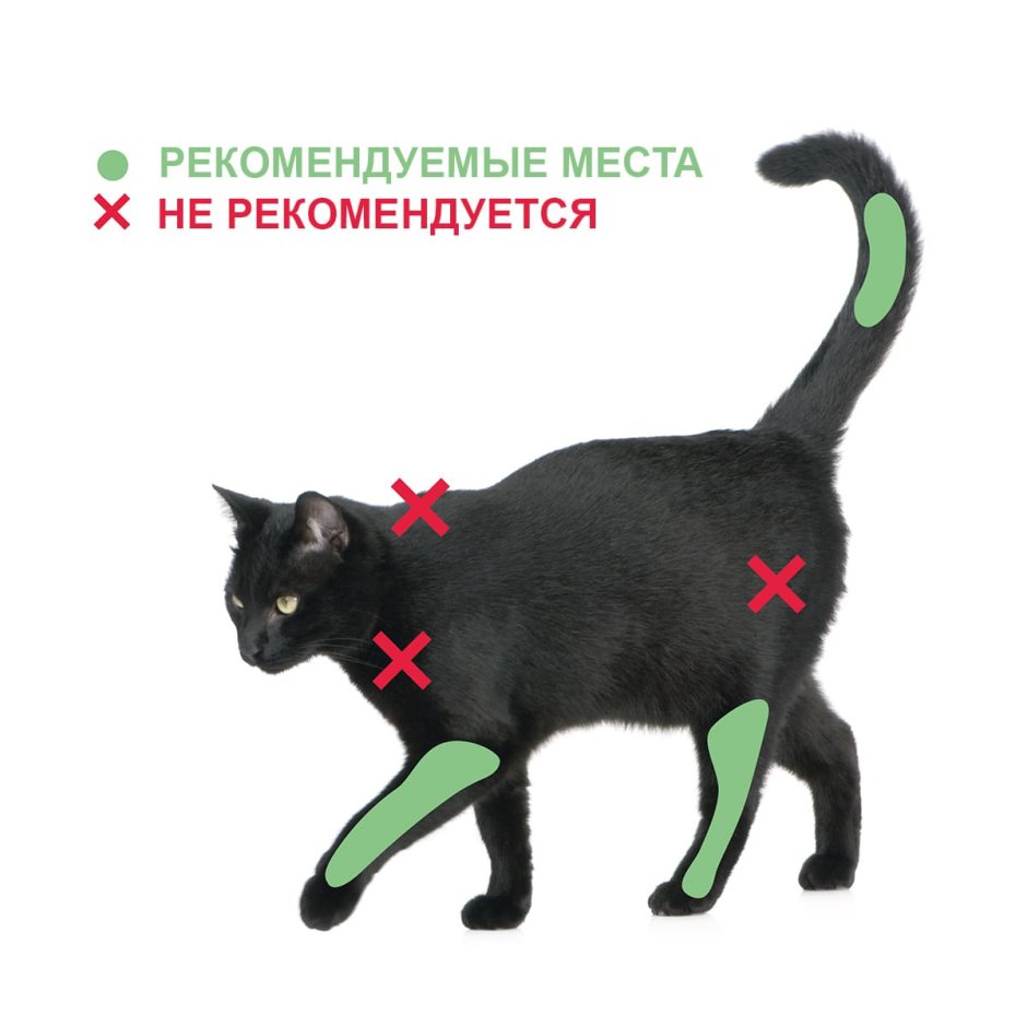 Размер кошки