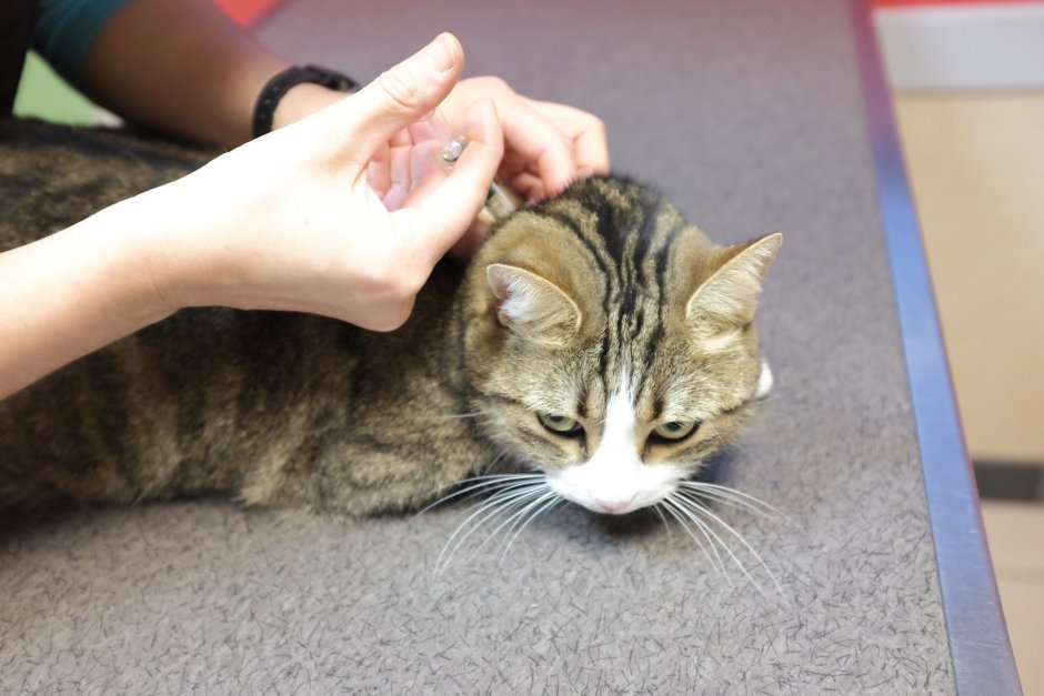 Котенок за холку