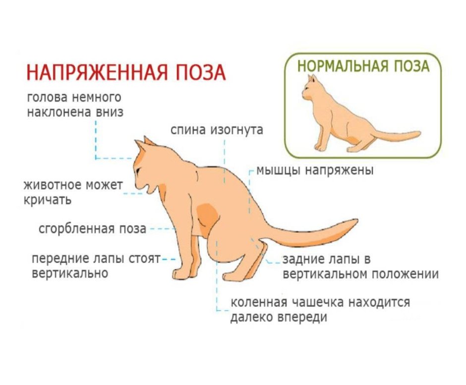 Строение мозга кошки