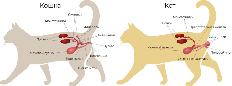 Полезное о котах