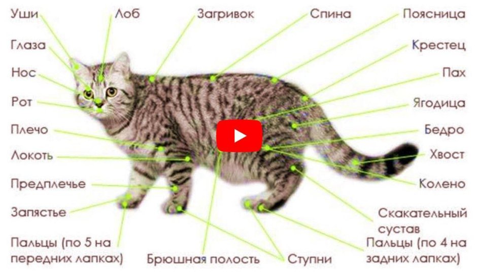Вес бенгальской кошки в 5 месяцев