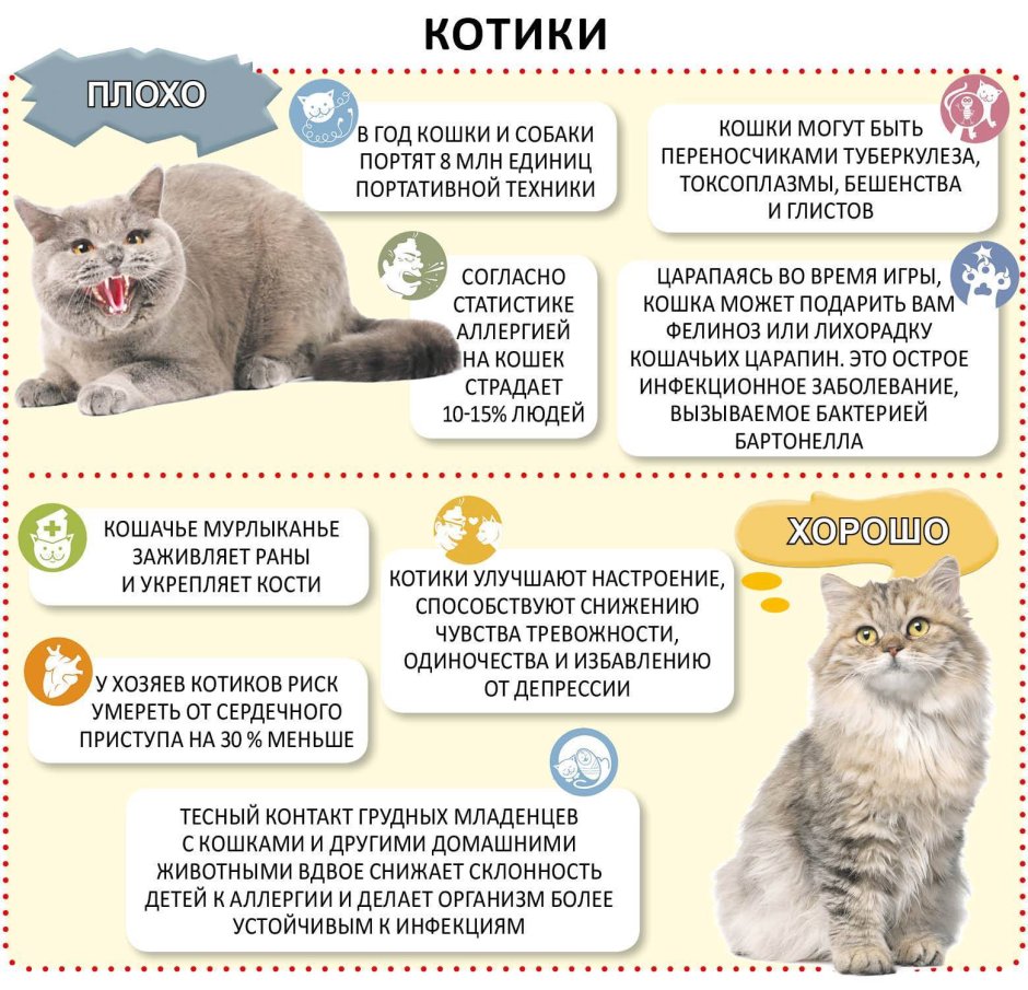 Размер взрослой кошки