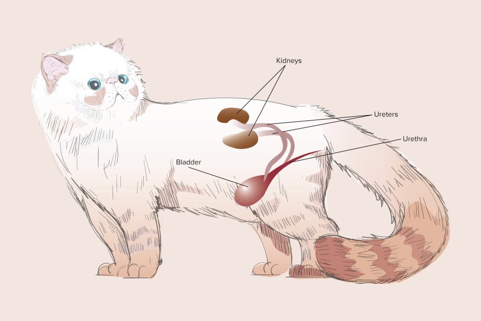 Вакцинация кошек