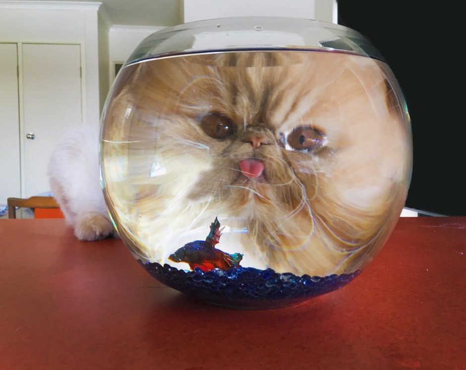 Котики для поднятия настроения