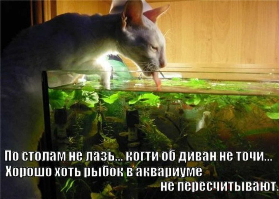 Приколы про аквариумных рыбок