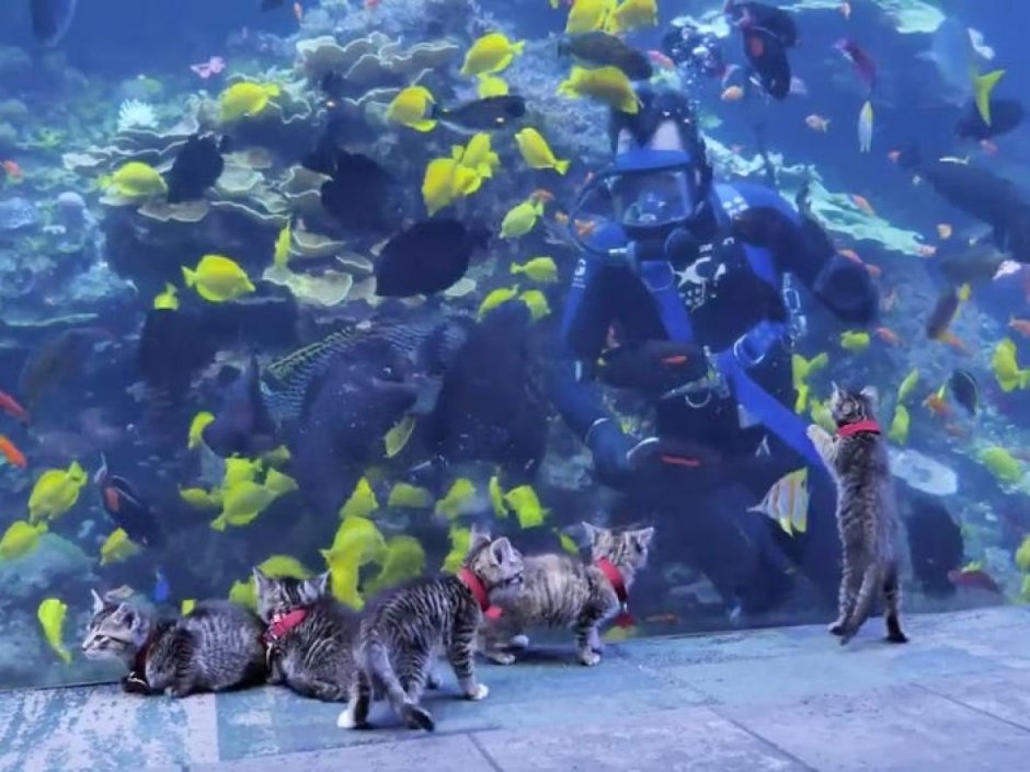 Самый большой океанариум в мире the Geogia Aqurium в Атланте