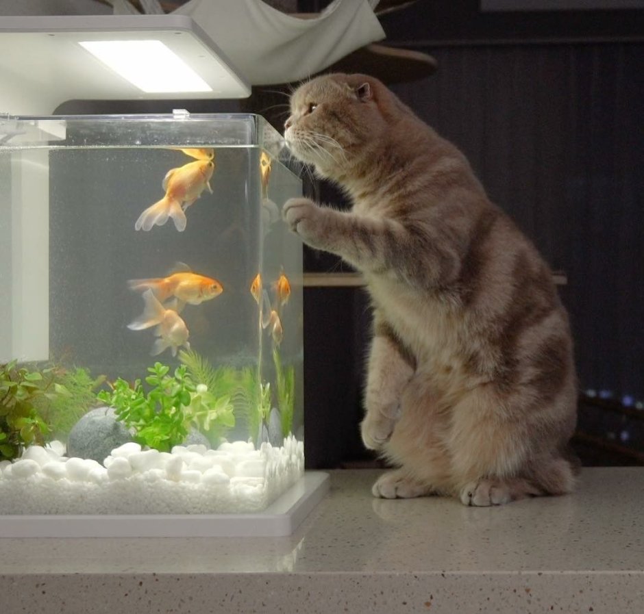 Котенок и аквариум