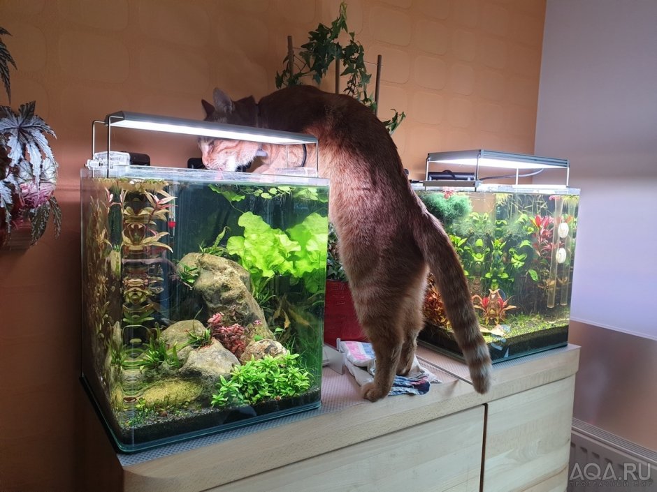 Аквариум для кошки на экране