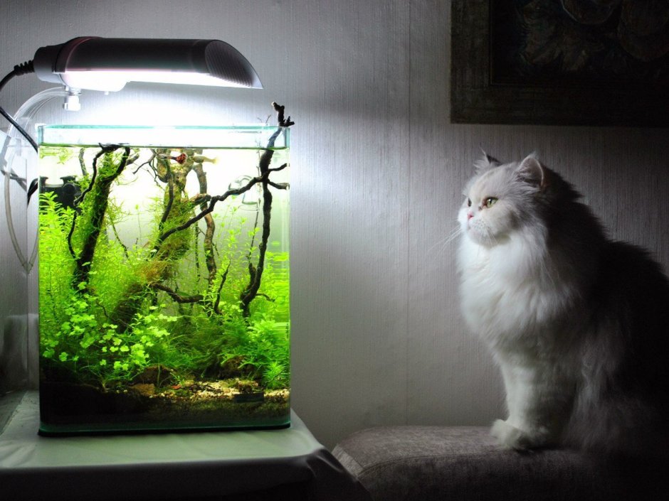 Кошки, которые живут в аквариуме дома.