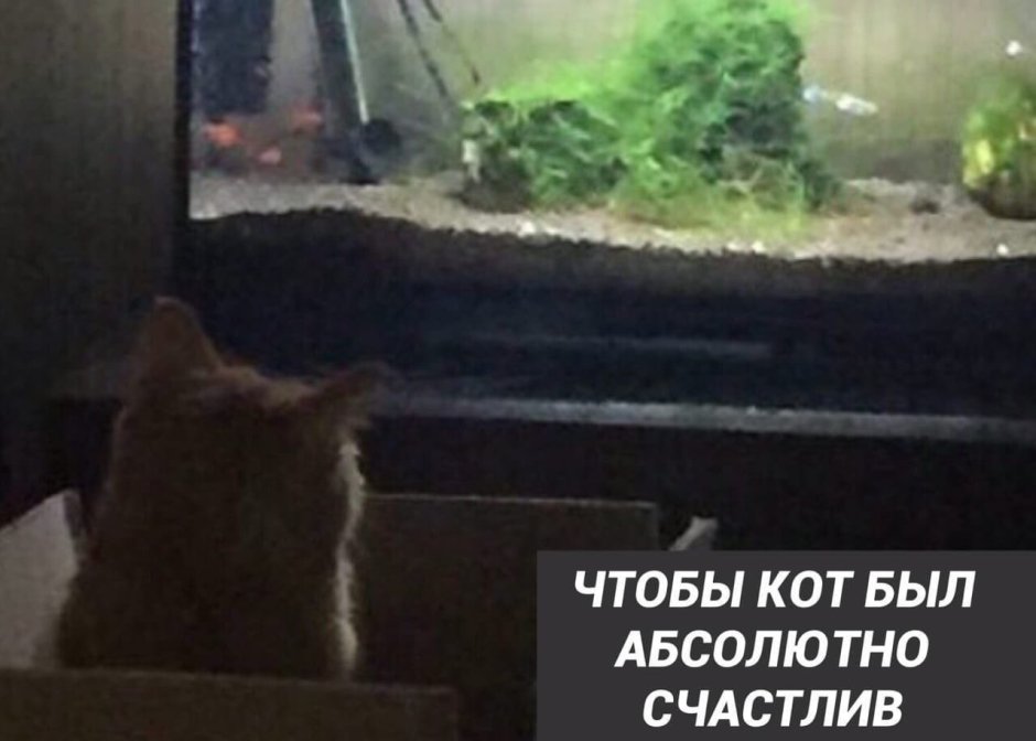 Кот перед аквариумом Мем