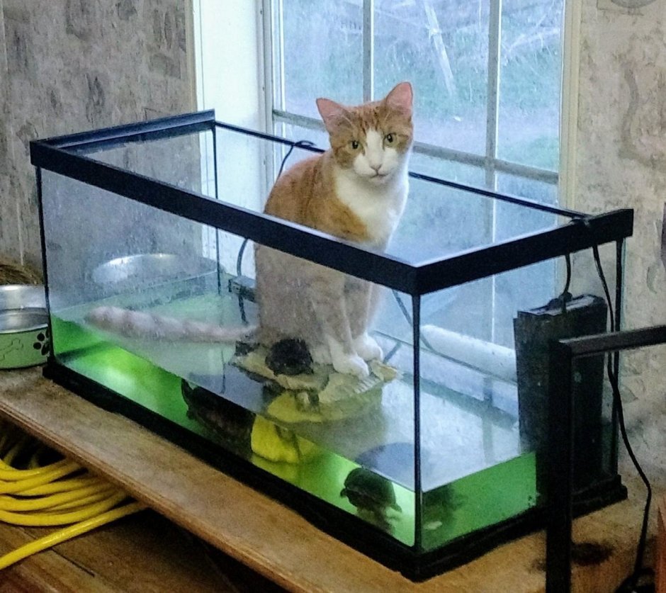 Прикольные аквариумы