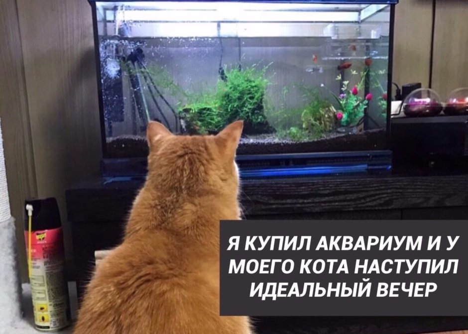 Аквариум Мем