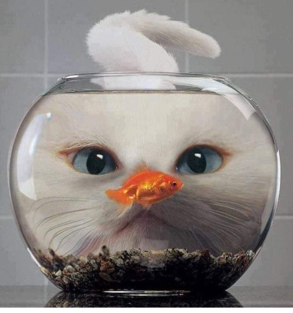 Смешные рыбы