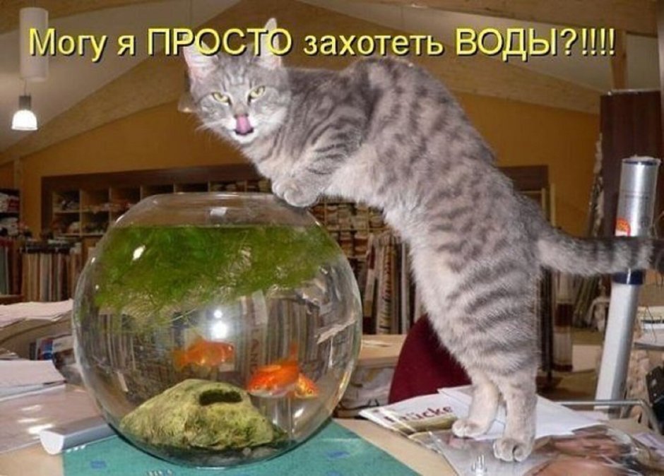 Кот с аквариумом и надписью