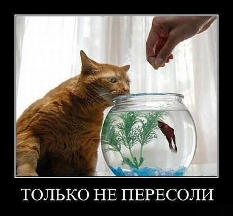Демотиваторы с котами с рыбой