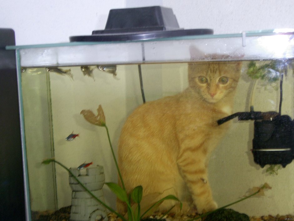 Котик возле аквариума