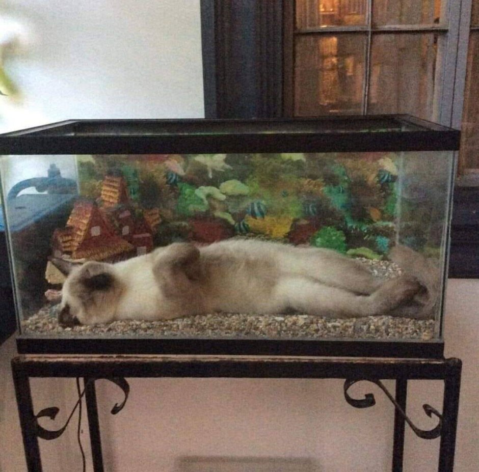 Котик в аквариуме кайфует