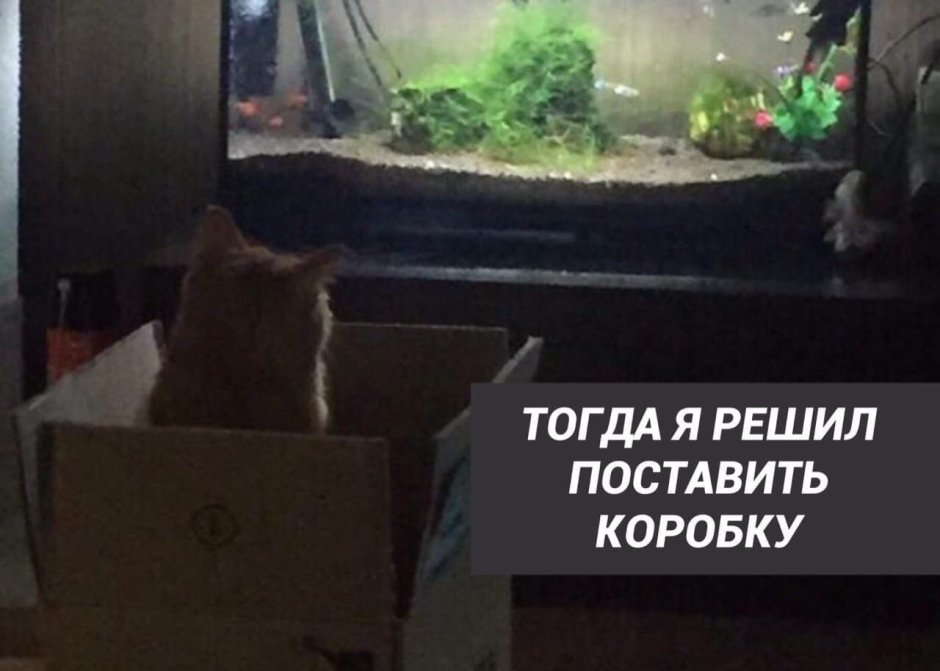 Кошка в аквариуме Мем
