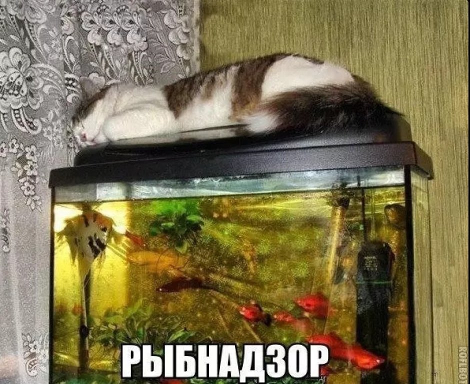 Приколы про аквариумных рыбок