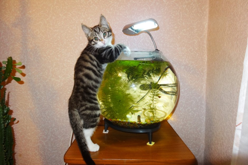 Банка с рыбками и кот