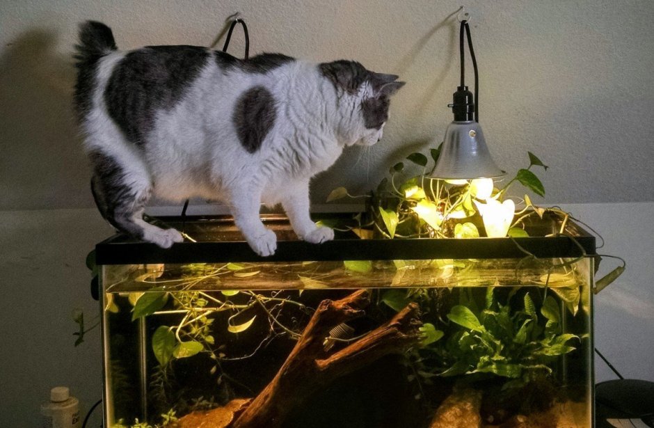 Аквариум с кошкой