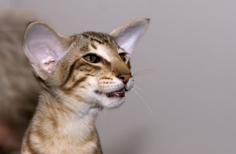 Ориентальная кошка джипег