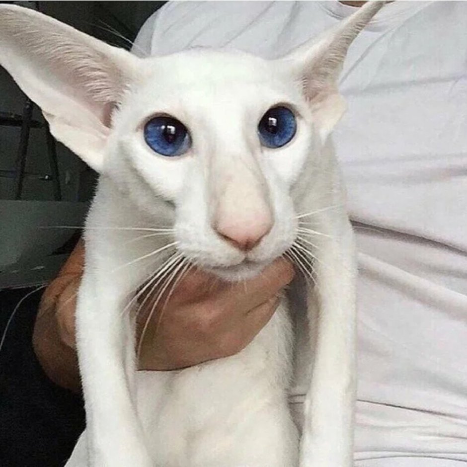 Кот грузин порода Ориентал