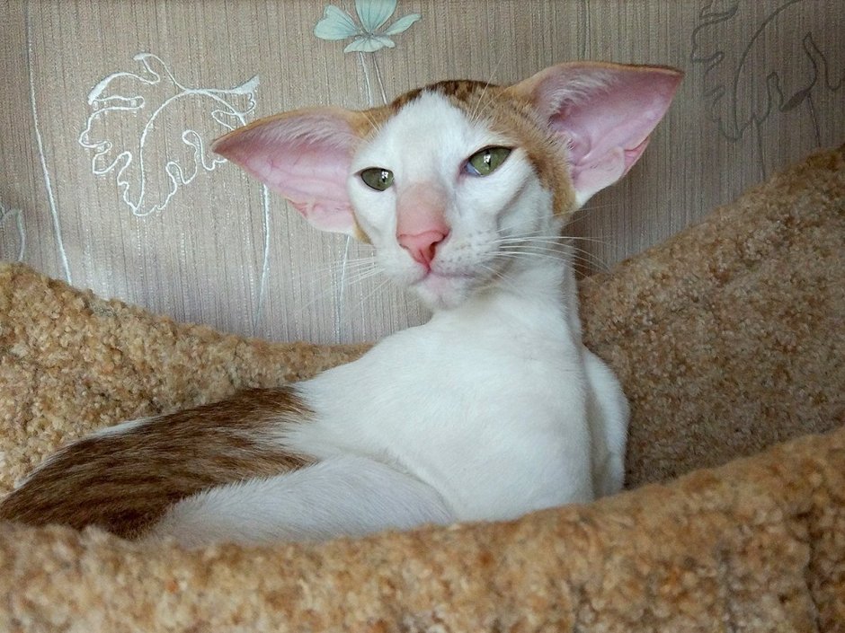 Ориентальная кошка Арлекин