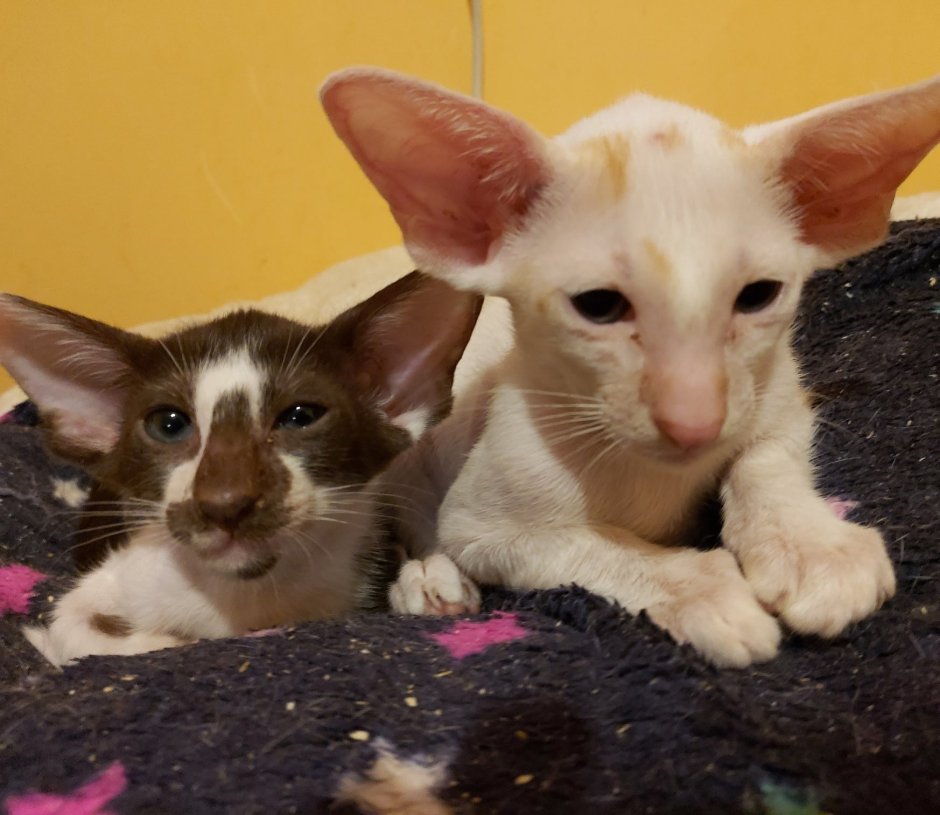 Порода кошек с большими ушами ориенталы