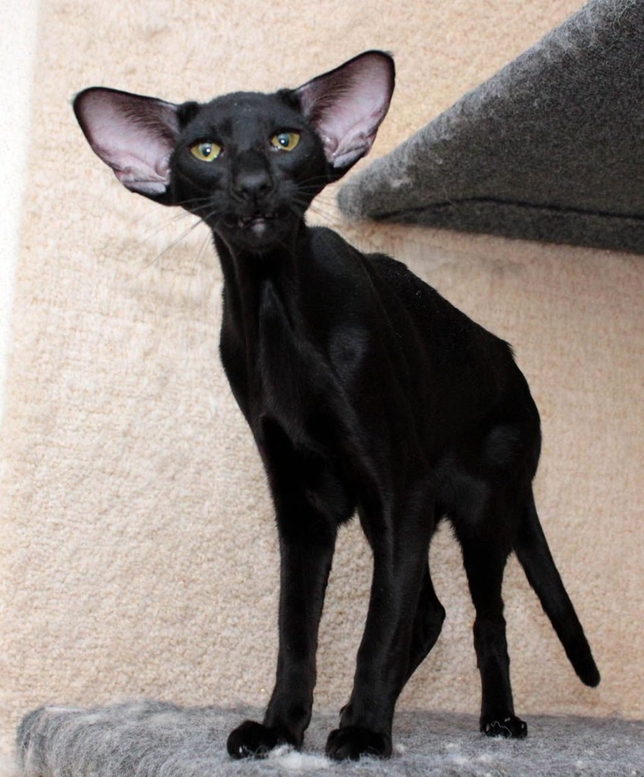 Кот породы Ориентал