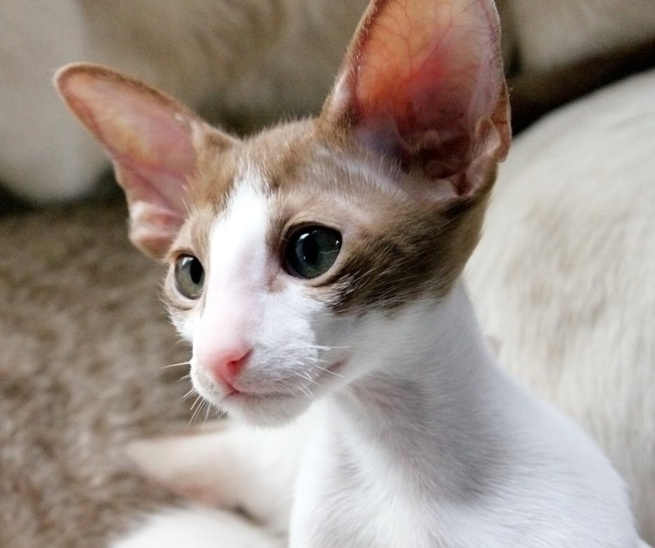 Oriental Shorthair кошки