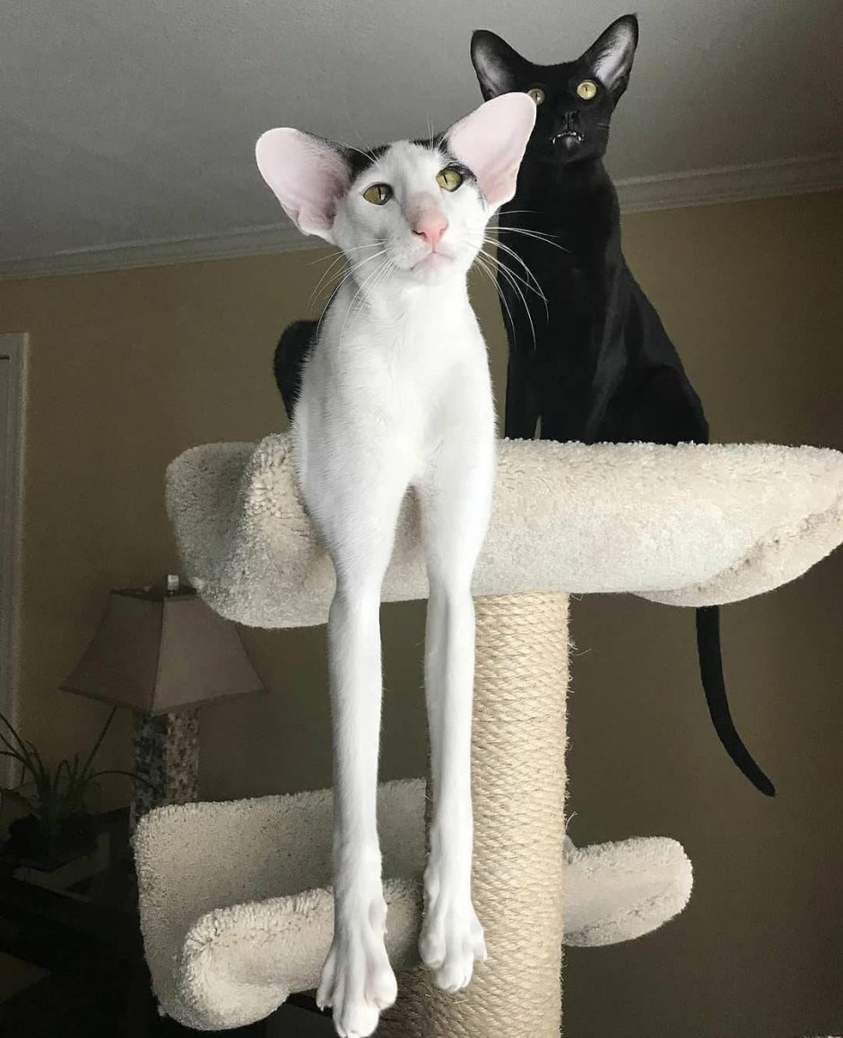 Египетская Ориентальная кошка