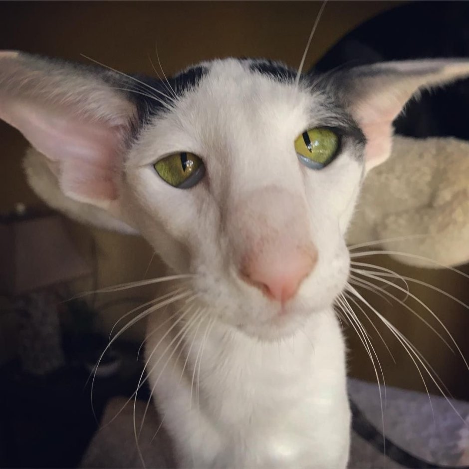 Ориентальный кот грузин