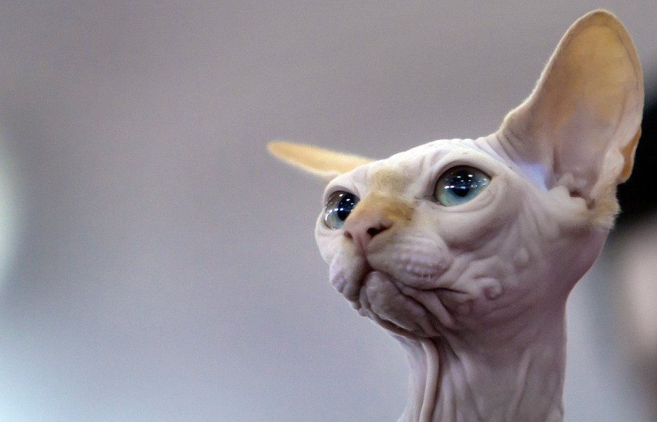 Кот сфинкс