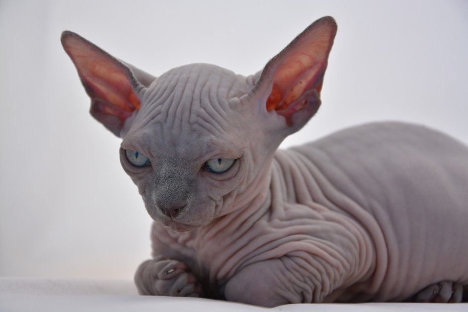 Донской сфинкс кошка