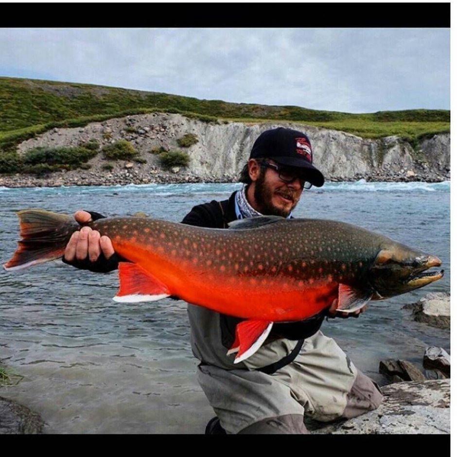 Arctic Salmon лосось