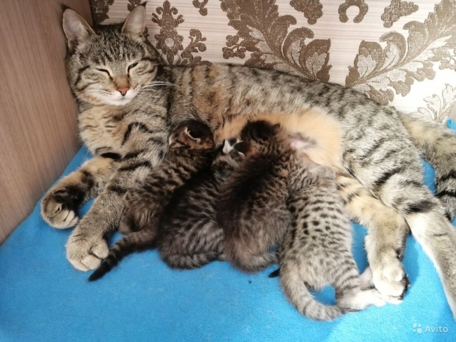 Камышовый кот маленький
